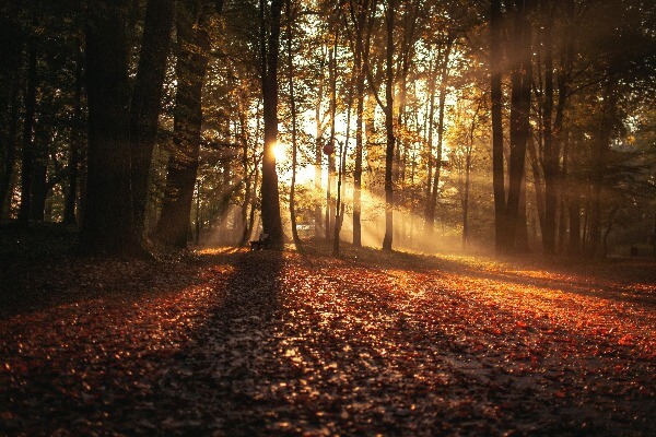 Sunlight beams shining through trees